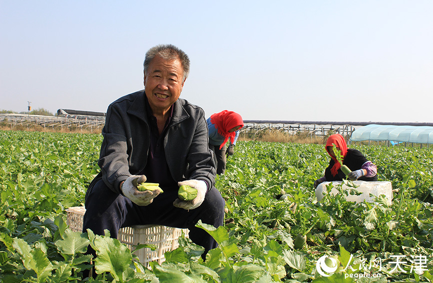 農(nóng)戶直接將蘿卜切開，生吃爽脆。人民網(wǎng) 張靜淇攝