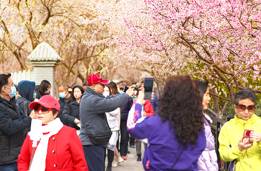 北運河畔桃花綻放，游人如織。天津市紅橋區(qū)委宣傳部供圖