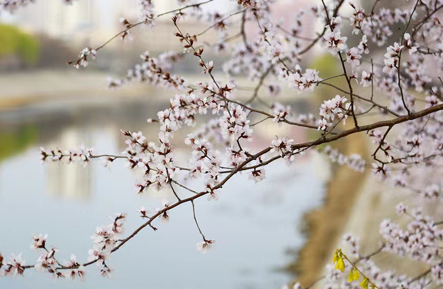 北運(yùn)河畔桃花綻放。人民網(wǎng) 孫一凡攝