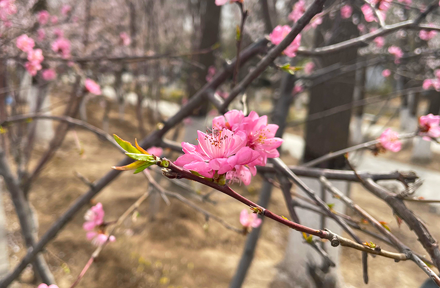 北運(yùn)河畔桃花綻放。人民網(wǎng) 孫一凡攝