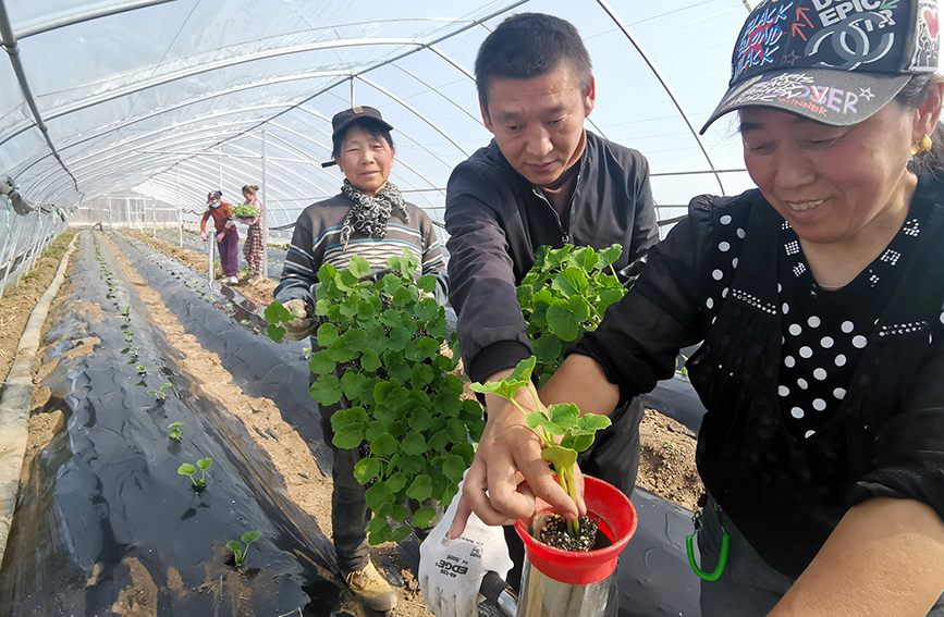 種苗神器是介于人工與機(jī)械播種秧苗的便利農(nóng)具，效率是人工種植的10倍