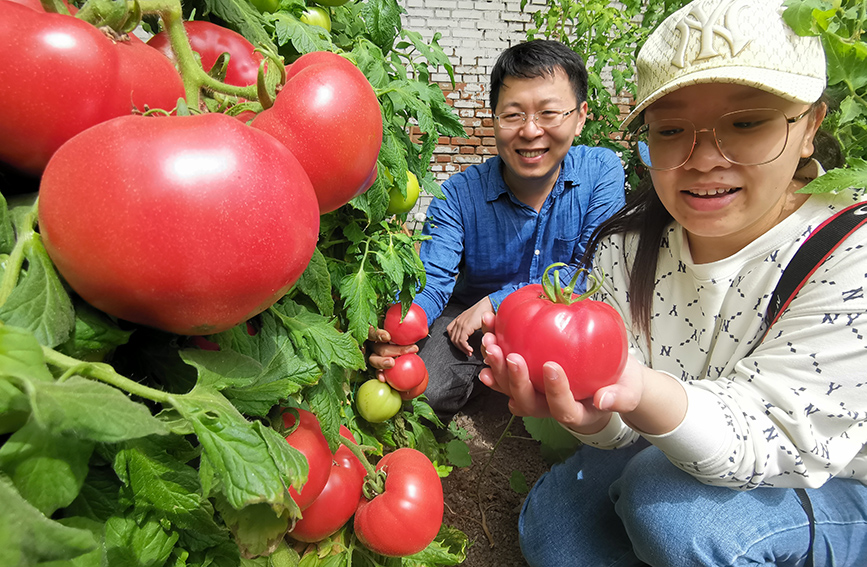 前來(lái)采摘的游客對(duì)西紅柿愛(ài)不釋手。陳立興攝