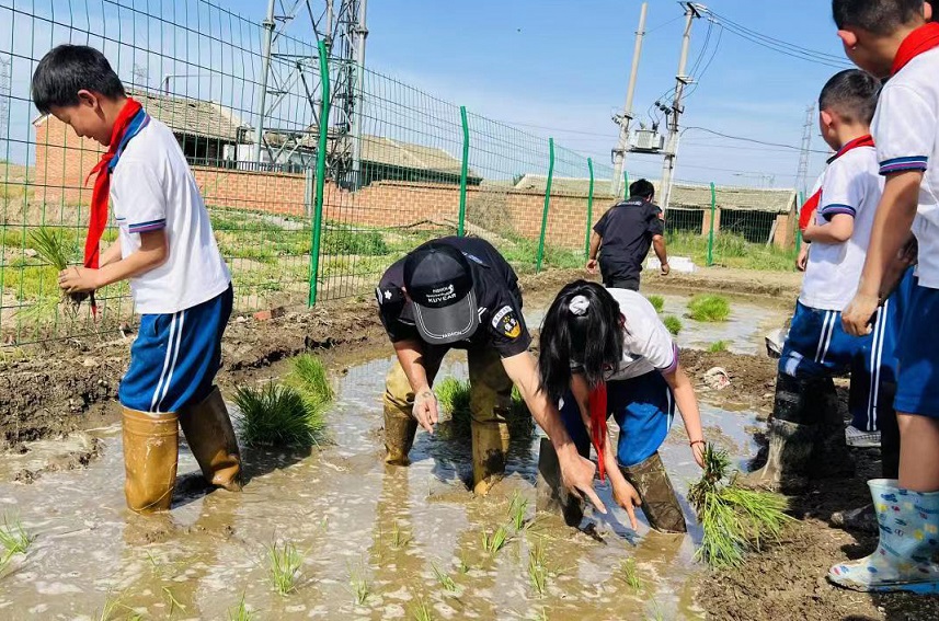 寶坻區(qū)八門城鎮(zhèn)菱角沽中心小學的孩子們下田插秧，體驗農耕文化。寶坻區(qū)委宣傳部供圖