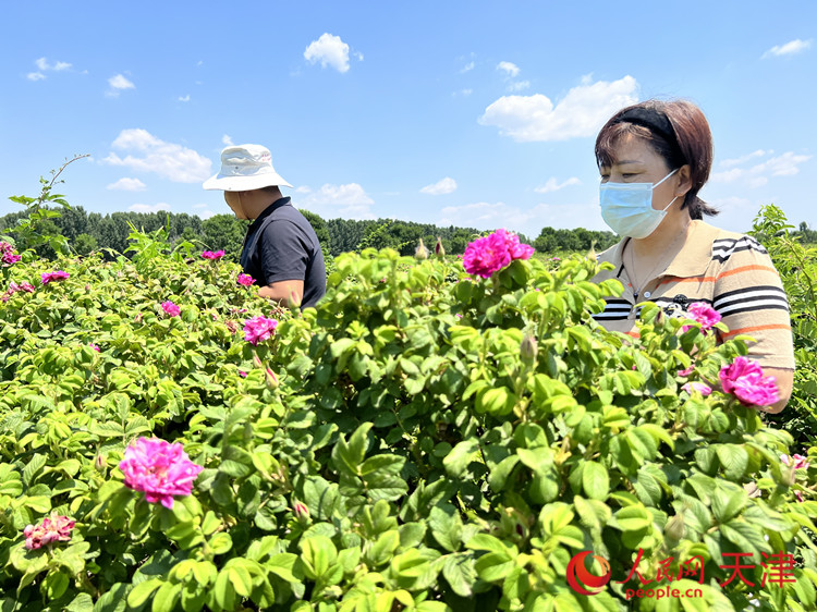 廣晟玫瑰種植基地的工人們正在采摘食用玫瑰花。人民網(wǎng)記者 孫翼飛攝