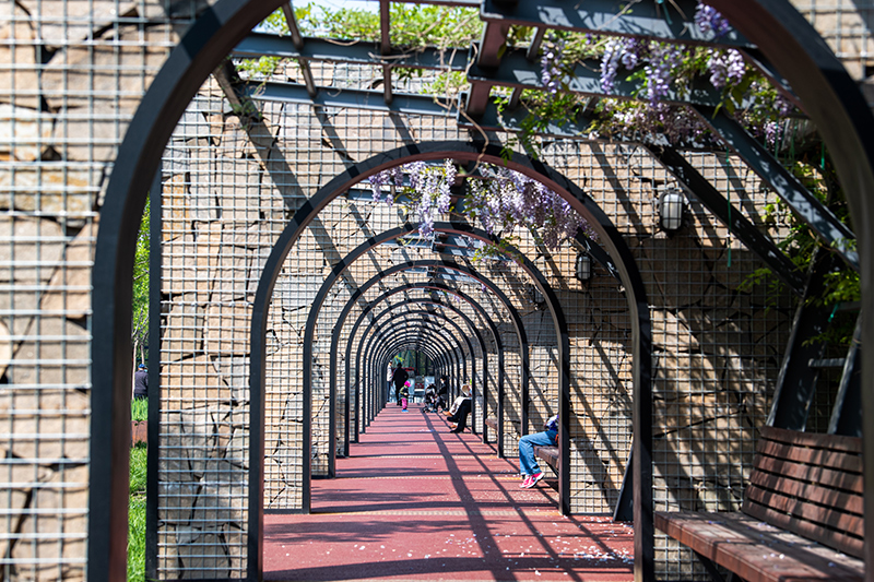 天津綠道公園紫藤隧道。天津綠道公園提供