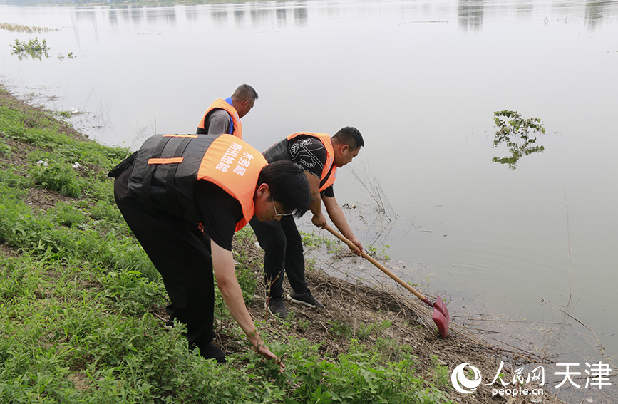 大豐堆鎮(zhèn)巡堤成員來來回回地在堤上巡堤查險，豆大的汗珠沿著鬢角往下流，“巡查堤壩正面主要是根據(jù)水位標(biāo)尺、標(biāo)記，查看洪水漲落，如果水位出現(xiàn)異常，及時上報，同時關(guān)注水中有沒有旋渦，如果有，堤壩可能出現(xiàn)滲水問題，我們要及時上報排險” 。人民網(wǎng)記者 張靜淇攝