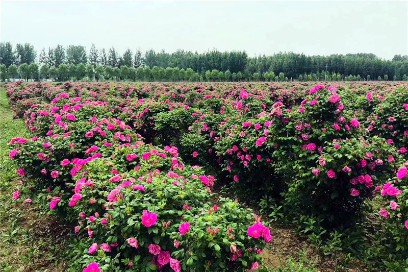 西劉舉人莊村食用玫瑰種植基地。西劉舉人莊村供圖