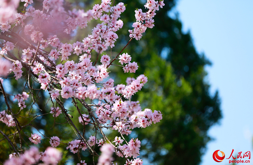 天津北運(yùn)河畔桃花盛開(kāi)。人民網(wǎng)記者 崔新耀攝