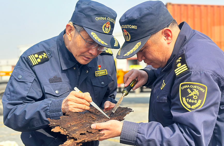 全國口岸首次截獲四斑大蠊。天津海關(guān)供圖