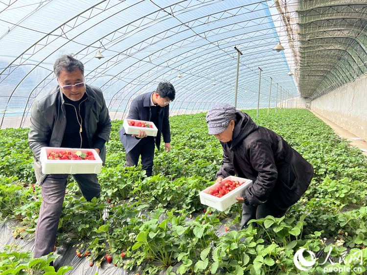 從煥清（左一）幫游客采摘草莓。人民網(wǎng)記者 孫翼飛攝