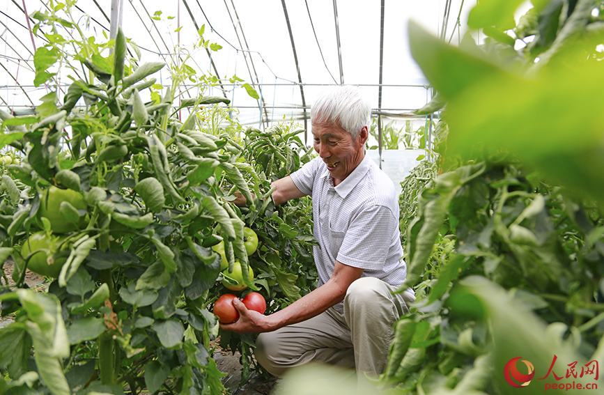 歡坨村的西紅柿喜獲豐收。人民網記者 崔新耀攝