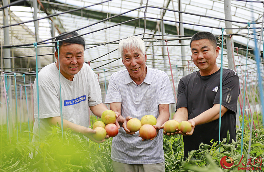 村民收獲西紅柿。人民網(wǎng)記者 崔新耀攝