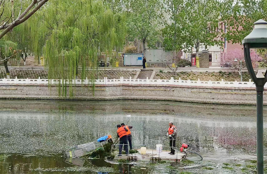 武清區(qū)水務(wù)局水面保潔工作人員正在進(jìn)行水草清理工作。天津市武清區(qū)水務(wù)局供圖