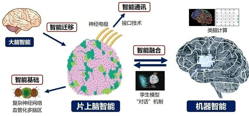 “片上腦—機接口”智能交互系統(tǒng)MetaBOC圖示。圖片源自天津大學