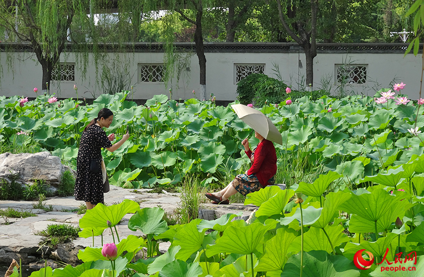 市民在荷塘邊拍照打卡。人民網(wǎng)記者 孫一凡攝