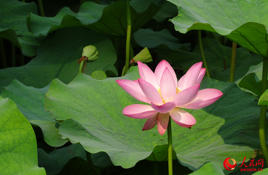 北寧公園內(nèi)的荷花相繼綻放。人民網(wǎng)記者 孫一凡攝